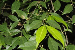 Euonymus indicus